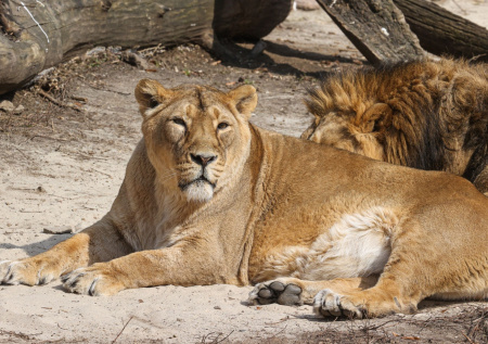 Львица растерзала проникшего в вольер посетителя зоопарка