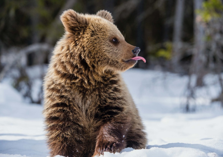 Медвежонок напал на россиянина в Башкирии
