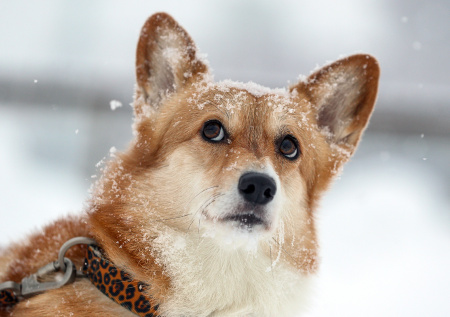 Корги выбросили в мусорный контейнер