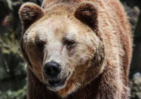 Медведь облюбовал подвал дома