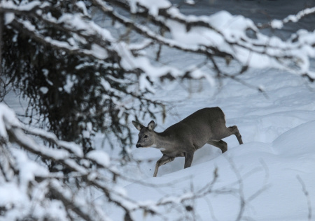 Жители Новосибирской области спасли косуль от массовой гибели