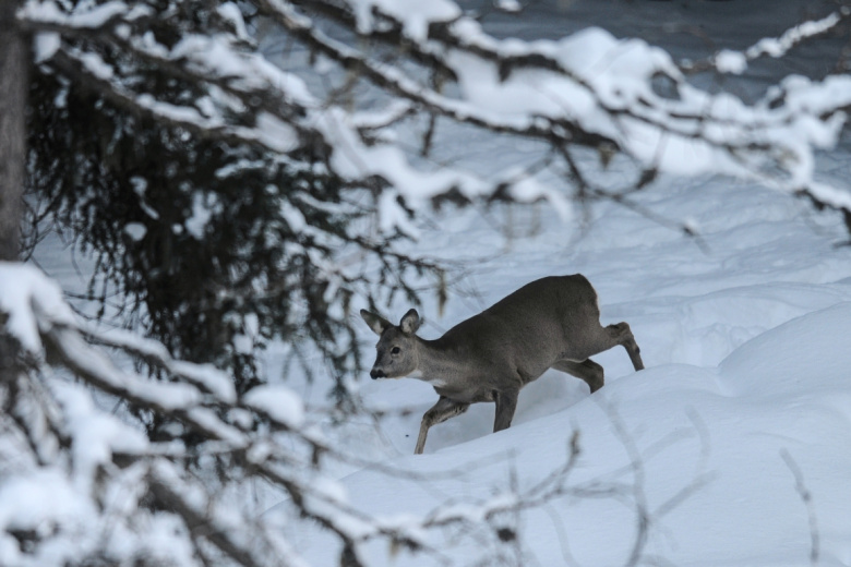 Косуля в лесу