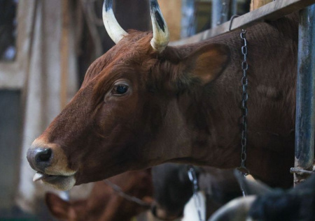 Петербуржцы обнаружили кучу коровьих голов рядом с детской площадкой
