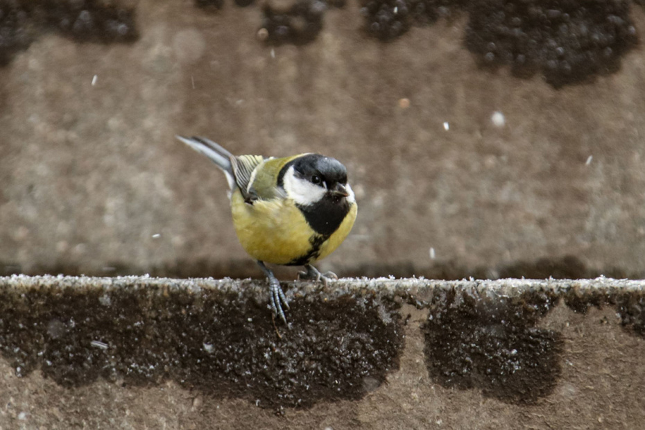 К чему увидеть синицу 2 декабря?