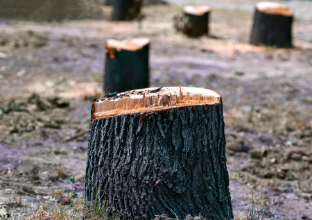 В центре российского города-миллионника вырубят деревья
