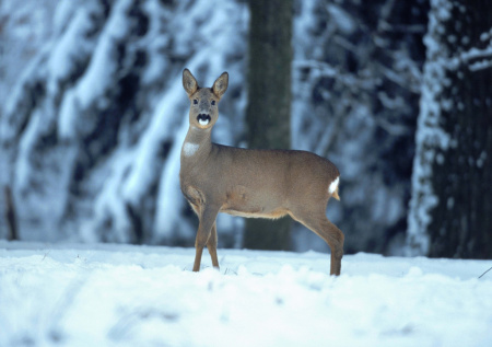 Спасатели вызволили 300 косуль из ледяной ловушки