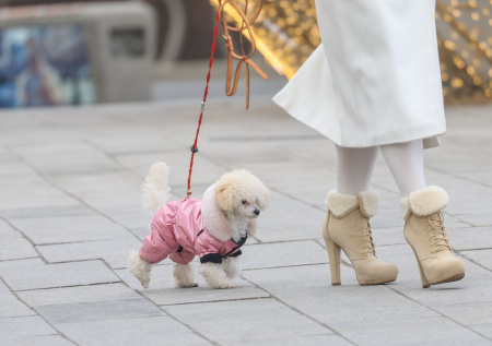 В России могут ввести новые правила для заводчиков питомцев