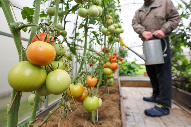 Работы в саду в декабре: что нужно успеть до морозов