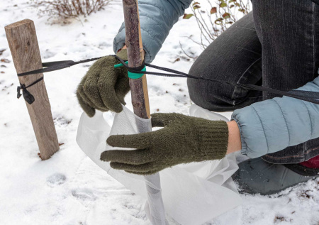 Работы в саду в декабре: что нужно успеть до морозов