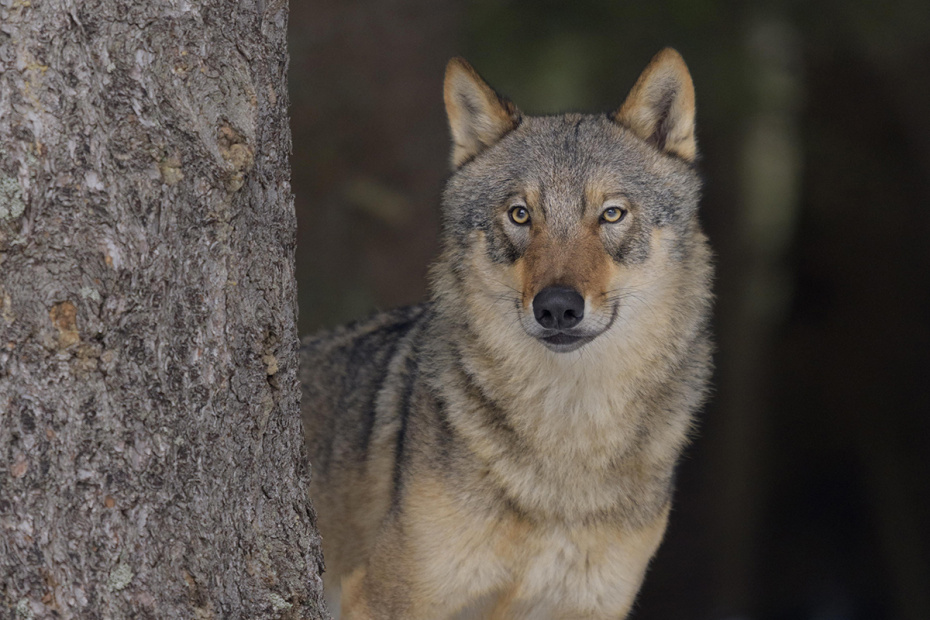 К чему увидеть волка 4 декабря?