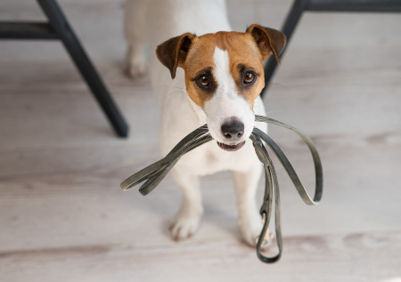 Психиатр Федорович назвал хоббидоггинг нездоровой тенденцией