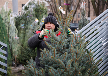 Россиянам рассказали, что стало с ценами на живые елки в 2025 году