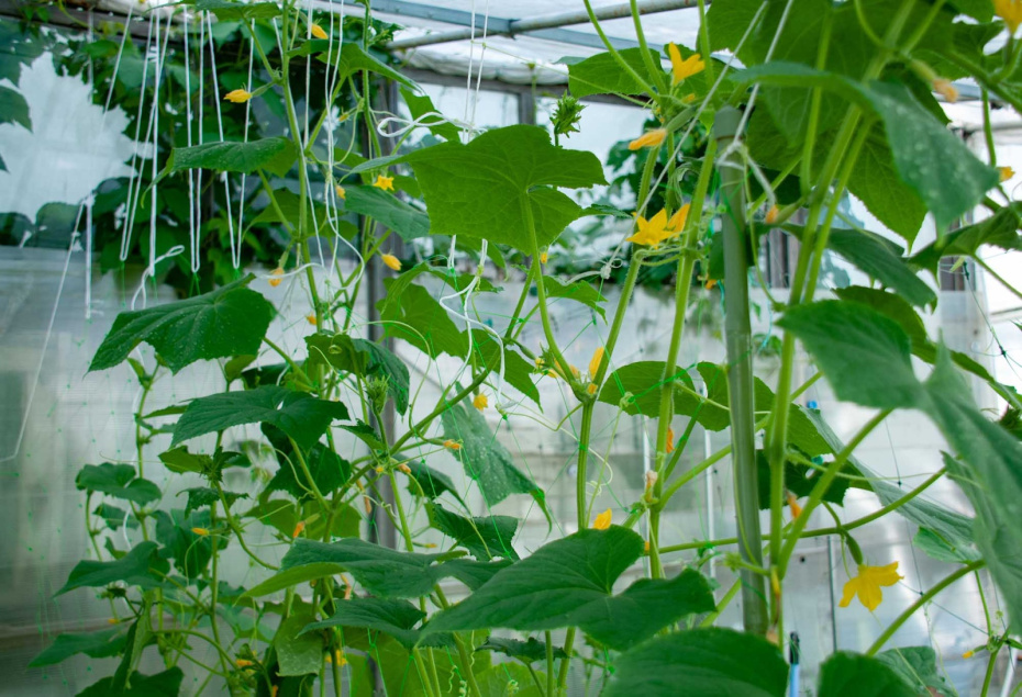 Зимний посев цветов и овощей: что можно посадить в декабре