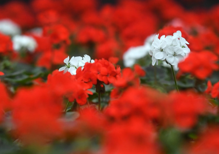 Герань зацветет пышной шапкой в любое время года: необычный метод с обычной булавкой, который работает