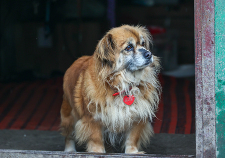 В Госдуме ответили, кто должен регулировать проблемы с бездомными животными