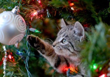 Кошатникам ответили, как установить елку дома без стресса для питомцев