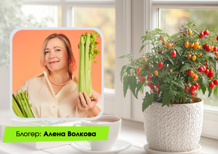 Огород на подоконнике зимой: какие растения забрать с участка домой?