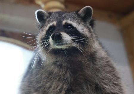 Дикий енот пробрался в алкомаркет, устроил дебош и уснул