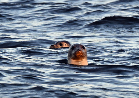 «Коварные факторы»: ветеринар назвал вероятную причину гибели 500 тюленей