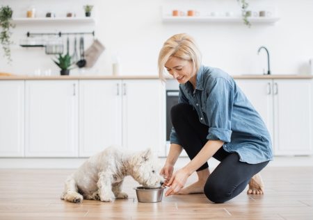 Ветеринар рассказала, как сделать жилье безопасным для собаки