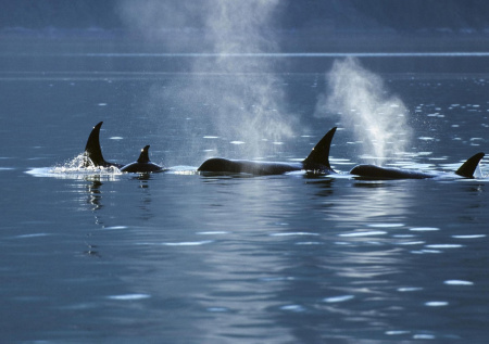 Киты-убийцы атаковали яхту посреди ночи