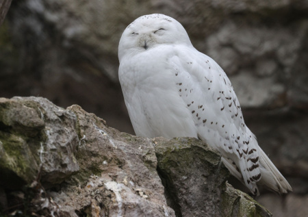 Редкие птицы начали переселяться в российский город