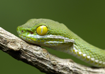 Кошка спасла российских туристов от ядовитой змеи на Бали