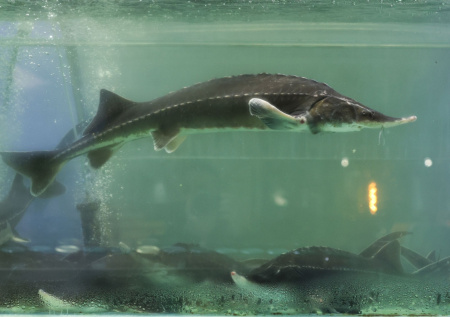 В Астрахани раскрыли браконьерскую схему с осетровыми на 250 млн рублей