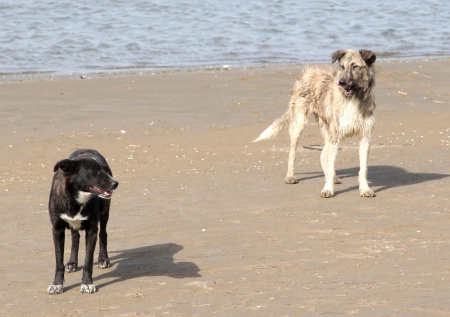 Стая бродячих собак спасла брошенного матерью младенца