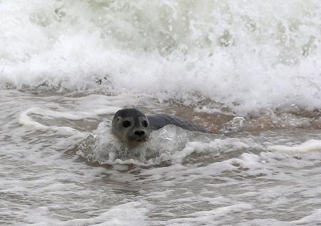 В Дагестане сделали ужасающую находку на берегу моря