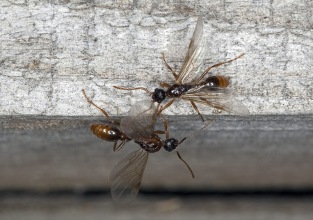 «Огненные» существа атаковали россиян в постели на популярном курорте