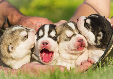 В Госдуме объяснили, зачем нужно следить за разведением домашних животных