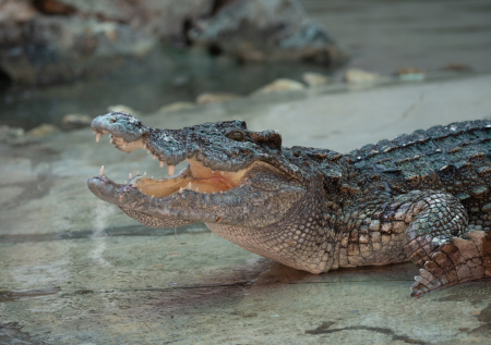 Израиль заподозрил крокодилов в «пособничестве» террористам