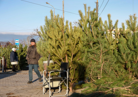 Россиянам рассказали, к чему может привести покупка живой ели с рук