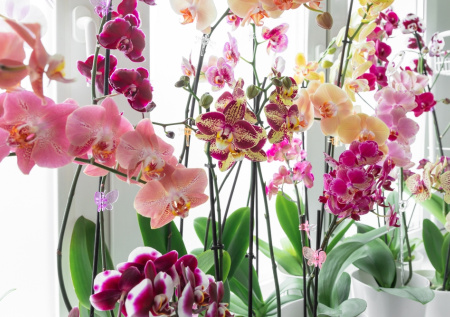 Как ухаживать за орхидеей в домашних условиях: мифы о капризах цветка