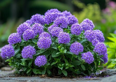 Шаровидные кустики, полностью усыпанные цветками: не боятся жары и прекрасно переносят дожди