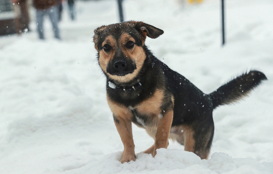 Как найти собаку