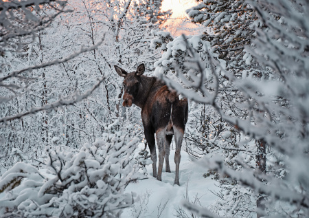 5 секретов опытных промысловиков: как охотиться на лося зимой
