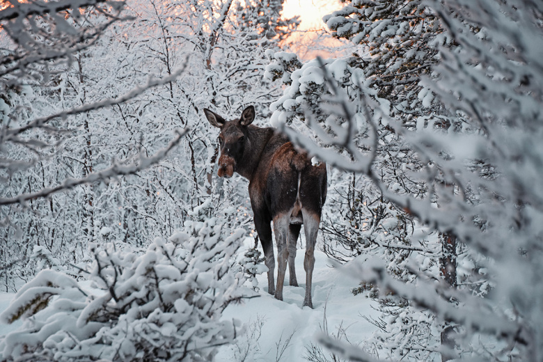 Секреты охоты на лося зимой — главные уловки и важные документы