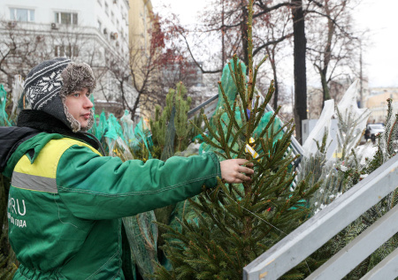 Россиянам дали советы, как выбрать качественную елку на Новый год