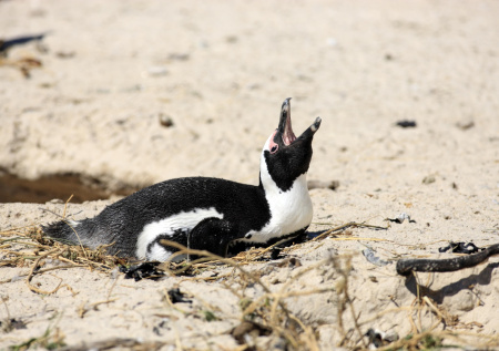 Десятки тысяч пингвинов погибли из-за голода