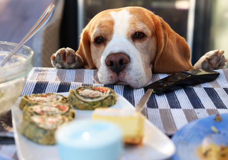 Как отучить питомца выпрашивать еду со стола: инструкция