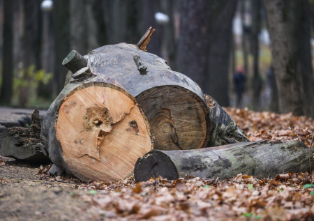 На Байкале разрешили рубить лес