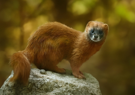 Редкий маленький хищник попал в фотоловушку в приморском нацпарке