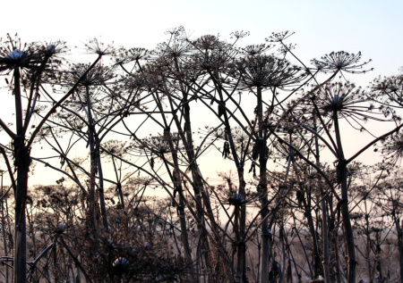 Собственник участка в Перми нарвался на штраф из-за борщевика