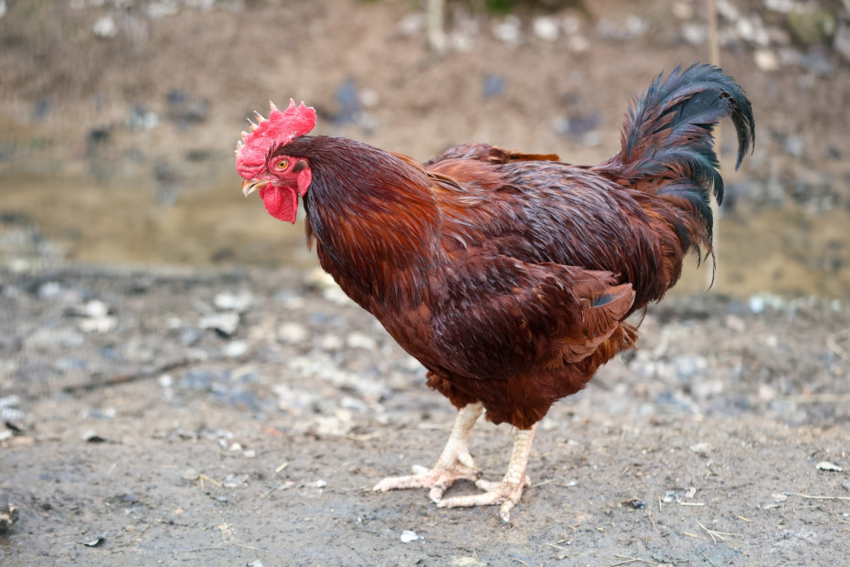 Погода по поведению кур