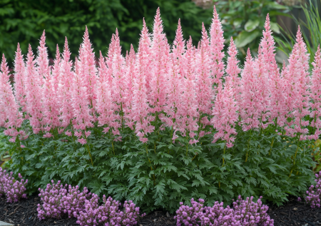 Цветок для темного уголка на даче: пышно цветет все лето без солнца