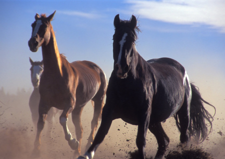 В Крыму планируют возродить уникальную породу горных лошадей