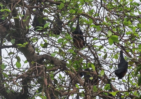 Житель Варшавы нашел в своем ботинке незваных, но милых гостей