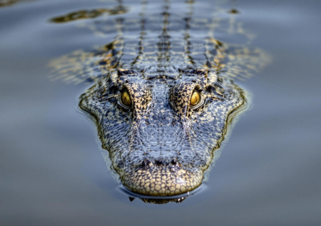 Восемь человек с трудом усмирили гулявшего по улице аллигатора-тяжеловеса